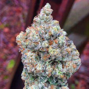 Apple Fritter Weed Strain Cairns